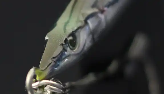 Produtos - Fish4Life